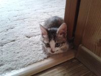 Лот: 6050379. Фото: 4. Полосатый озорник-котенок. Красноярск