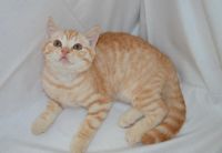 Лот: 4247369. Фото: 3. Шотландский котик страйт) тигр. Растения и животные