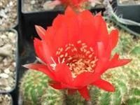 Лот: 3117230. Фото: 2. Кактусы - Echinopsis Huascha-100... Комнатные растения и уход