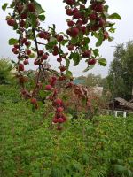 Лот: 19379644. Фото: 2. Ранетка. Продукты