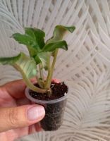 Лот: 23116925. Фото: 2. Фиалка сортовая. Комнатные растения и уход