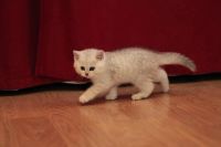 Лот: 10681659. Фото: 6. Британский котенок № 2 - мальчик...