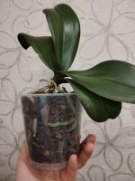 Лот: 25821385. Фото: 6. Орхидея фаленопсис, отцвела