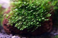 Лот: 16761098. Фото: 2. Мох Феникс мини (Fissidens Mini... Аквариумистика