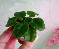 Лот: 11406861. Фото: 2. Фиалка Lunar Lily white (полумини... Комнатные растения и уход