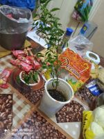 Лот: 20821641. Фото: 3. Мирт (N3). Растения и животные