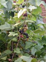 Лот: 15890514. Фото: 2. смородина черная Изюмная. Семена, рассада, садовые растения