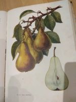 Лот: 14548902. Фото: 3. Книга на латышском языке. О садоводстве... Литература, книги