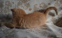 Лот: 13866983. Фото: 3. кошка. Растения и животные