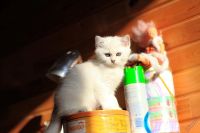 Лот: 4629654. Фото: 2. Британский котёнок (мальчик 3... Животные и уход