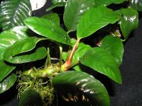Лот: 15653070. Фото: 6. Анубиас Кофефолия (Anubias barteri...