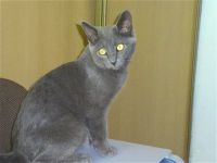 Лот: 14718113. Фото: 3. Харизматичный молодой котик 6-7... Растения и животные