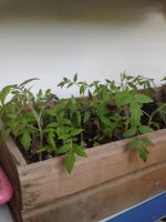 Лот: 7585564. Фото: 2. Распродам рассаду томатов, перцев... Семена, рассада, садовые растения