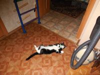 Лот: 5061437. Фото: 4. отдам кота в хорошие руки. Красноярск