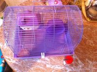 Лот: 6191820. Фото: 2. Джунгарский хомячек с клеткой... Животные и уход