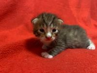 Лот: 18374077. Фото: 3. Котята классные. Растения и животные