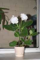 Лот: 4108553. Фото: 4. Белая глоксиния (в горшке). Красноярск