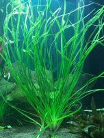 Лот: 16297912. Фото: 2. Криптокорина Нилешвар Cryptocoryne... Аквариумистика