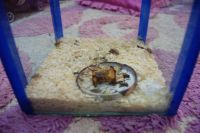 Лот: 8174297. Фото: 3. Аквариум, мини террариум(без вентиляции... Растения и животные