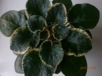 Лот: 10576059. Фото: 2. Фиалка сортовая Ness Oranqe Peкoe... Комнатные растения и уход