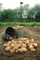 Лот: 6096773. Фото: 2. Картошечка отборная, урожай 2015... Продукты