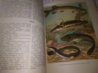 Лот: 20969722. Фото: 9. (209234) Настольная книга рыболова-спортсмена