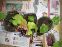 Лот: 4224405. Фото: 4. Пеларгония (герань) ярко-розовая... Красноярск