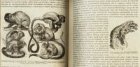 Лот: 15718667. Фото: 9. Происхождение животного мира доктора...