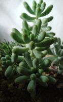 Лот: 17592828. Фото: 2. седум Sedum pachyphyllum только... Комнатные растения и уход