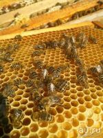 Лот: 8304373. Фото: 2. Мед натуральный луговой 1 литр... Продукты