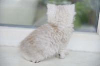 Лот: 13772325. Фото: 2. Британский котенок 1 мес - мальчик. Животные и уход