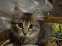 Лот: 17997991. Фото: 7. Котята