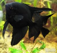 Лот: 17908359. Фото: 3. Скалярии (Pterophyllum scalare... Растения и животные