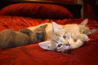 Лот: 6519526. Фото: 4. Кот, коты, котики, киса,. Красноярск