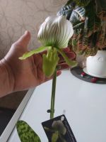 Лот: 16437404. Фото: 5. Орхидея пафиопедилум Мауди