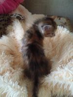Лот: 11632778. Фото: 2. котёнок девчонка. Животные и уход