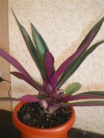 Лот: 812884. Фото: 3. Рео ,большой отросток с корнями... Растения и животные