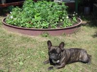 Лот: 6147488. Фото: 3. Отдам французского бульдога. Растения и животные