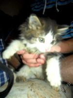 Лот: 1887947. Фото: 3. 4 разных котят отдаются, Смотрите... Растения и животные