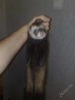 Лот: 1193372. Фото: 2. хорёк срочно ! ! !. Животные и уход