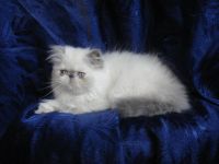 Лот: 4347960. Фото: 2. персидские котята колор-пойнты... Животные и уход