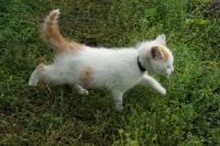 Лот: 3173854. Фото: 6. Котёнок
