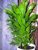 Лот: 1300146. Фото: 2. Драцена душистая или Dracaena... Комнатные растения и уход