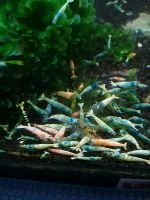 Лот: 7695971. Фото: 4. Креветки Каридина Блю Болт. Caridina... Красноярск
