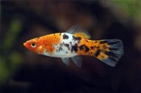 Лот: 16202782. Фото: 2. Меченосец Кои (Xiphophorus helleri... Аквариумистика
