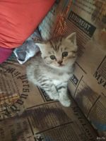 Лот: 13332567. Фото: 6. Шотлат. Отличный подарок