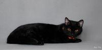 Лот: 13439168. Фото: 2. Кошка Ночка в хорошие руки. Животные и уход