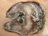 Лот: 3252233. Фото: 3. Шапка-ушанка из чернобурой лисица... Одежда, обувь, галантерея