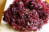 Лот: 10533877. Фото: 2. салат Рубиновый браслет. семена... Семена, рассада, садовые растения