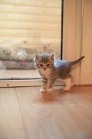 Лот: 4513451. Фото: 3. Продам британского котёнка (мальчик... Растения и животные